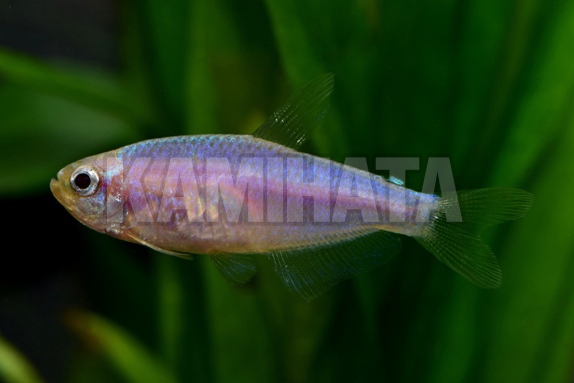 Kbo ｲﾝﾊﾟｲｸﾃｨｽ ｹﾘｰ ｺﾞｰﾙﾄﾞ 熱帯魚 カミハタビジネスオンライン