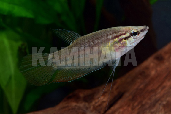 KBO クローキンググラミー 熱帯魚 カミハタビジネスオンライン