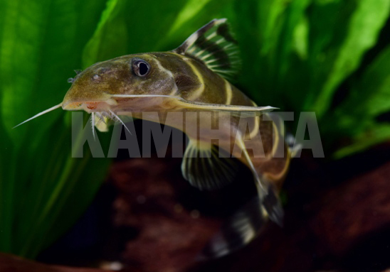 Kbo シノドンティス ブリチャージ 熱帯魚 カミハタビジネスオンライン Kbo シノドンティス ブリチャージ 熱帯魚 カミハタビジネスオンライン