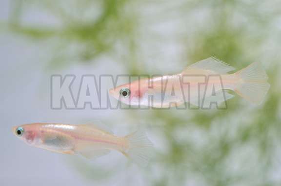 Kbo ピンクヒカリメダカ 秋桜 金魚 カミハタビジネスオンライン
