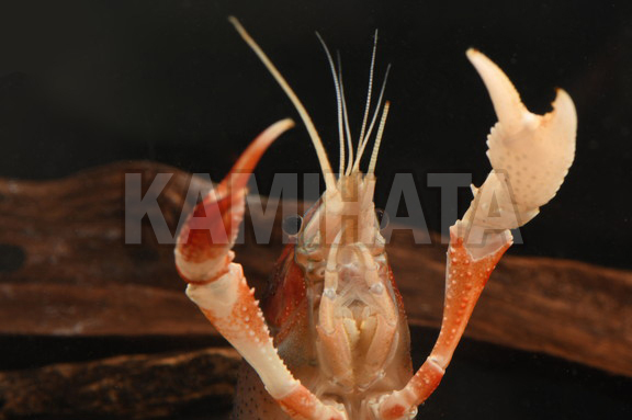 Kbo ゴーストザリガニ 紅白 L 熱帯魚 カミハタビジネスオンライン