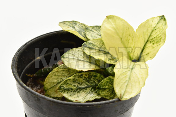 KBO ｱﾇﾋﾞｱｽ ﾅﾅ ﾋﾟﾝﾄ: 水草｜カミハタビジネスオンライン