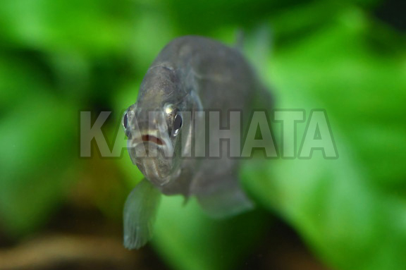 KBO チタラ チタラ 熱帯魚|カミハタビジネスオンライン