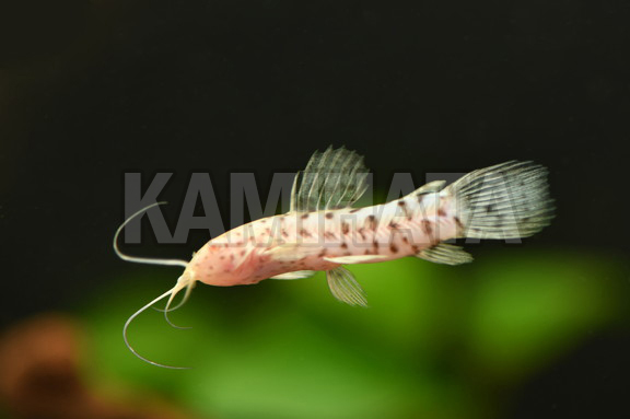 Kbo アルビノヨロイナマズ 東南 熱帯魚 カミハタビジネスオンライン