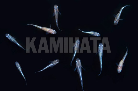 Kbo 幹之メダカ 稚魚 金魚 カミハタビジネスオンライン