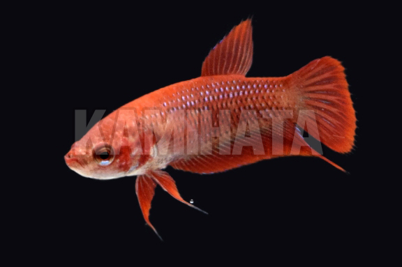 Kbo ﾍﾞﾀ ﾒｽ 赤 袋入り 熱帯魚 カミハタビジネスオンライン