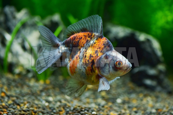 Kbo だるま琉金 トリカラー M 金魚 カミハタビジネスオンライン