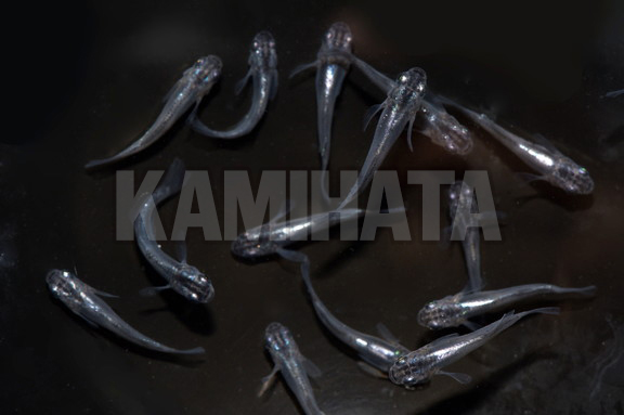 Kbo 魔王メダカ 稚魚 金魚 カミハタビジネスオンライン Kbo 魔王メダカ 稚魚 金魚 カミハタビジネスオンライン