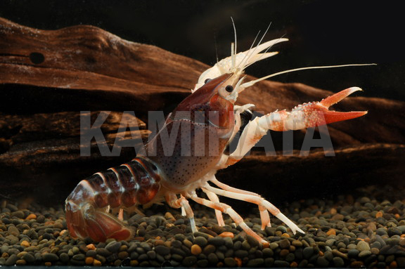 Kbo ゴーストザリガニ 紅白 L 熱帯魚 カミハタビジネスオンライン