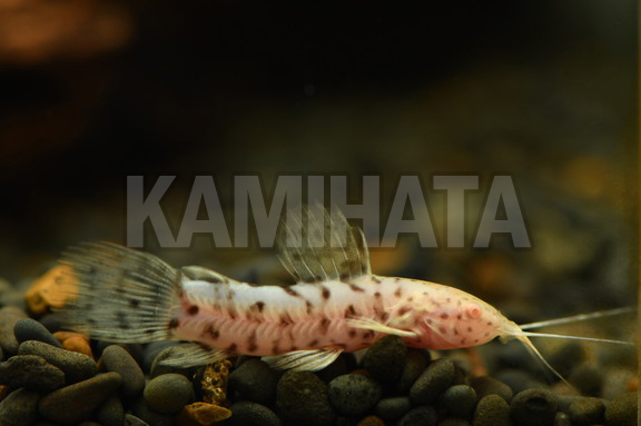 Kbo アルビノヨロイナマズ 東南 熱帯魚 カミハタビジネスオンライン