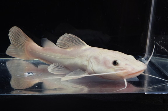 KBO ﾌﾟﾗﾁﾅｽｹﾙﾄﾝﾚｯﾄﾞﾃｰﾙｷｬｯﾄ: 熱帯魚｜カミハタビジネスオンライン