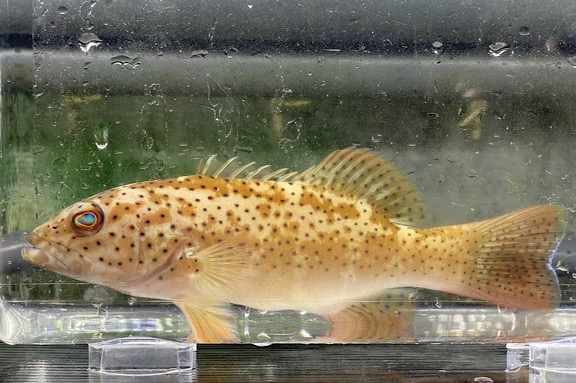 アカジン（魚、通称ミーバイ）タペストリー アカジン（魚、通称ミーバイ）タペストリー