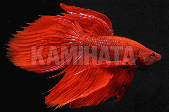 Kbo ﾍﾞﾀ ｵｽ 赤 ｶﾐﾊﾀ特製ｶｯﾌﾟ 熱帯魚 カミハタビジネスオンライン
