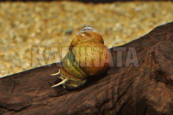 Kbo タニシ 金魚水槽の苔取りに 金魚 カミハタビジネスオンライン