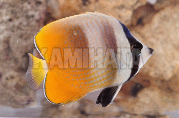 Kbo ミゾレチョウチョウウオ 海水魚 カミハタビジネスオンライン