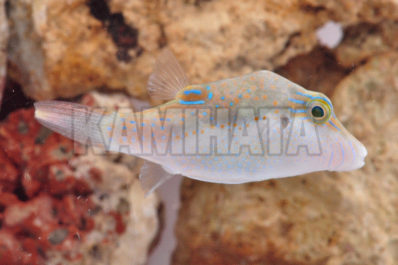 Kbo ヒメキンチャクフグ 海水魚 カミハタビジネスオンライン