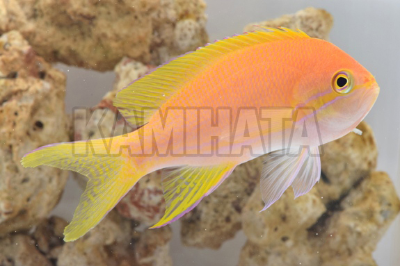 Kbo スミレナガハナダイ メス 海水魚 カミハタビジネスオンライン