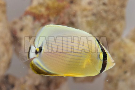 Kbo ミスジチョウチョウウオ ｍ 海水魚 カミハタビジネスオンライン