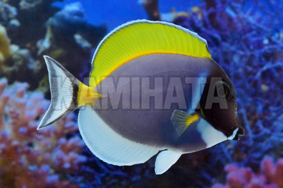 Kbo パウダーブルータン ｍｓ 海水魚 カミハタビジネスオンライン