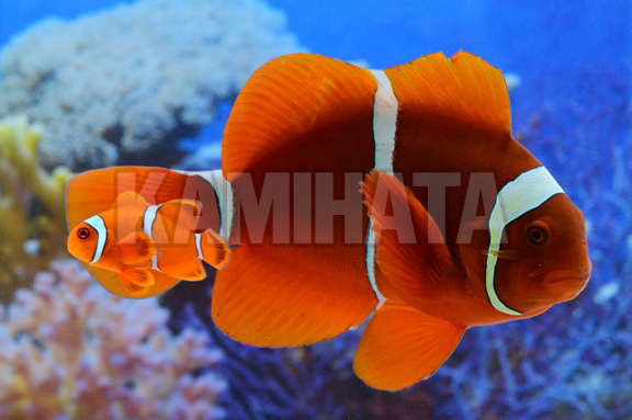 Kbo スパインチークアネモネフィッシュ ペア 海水魚 カミハタビジネスオンライン Kbo スパインチークアネモネフィッシュ ペア 海水魚 カミハタビジネスオンライン