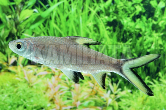 Kbo シルバーシャーク 熱帯魚 カミハタビジネスオンライン