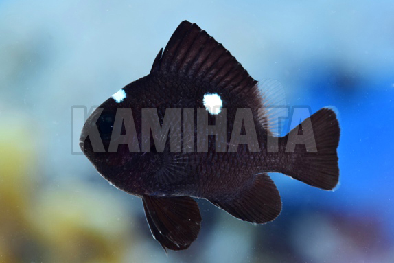 Kbo ミツボシクロスズメダイ 海水魚 カミハタビジネスオンライン
