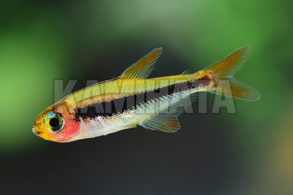Kbo トゥッカーノテトラ 熱帯魚 カミハタビジネスオンライン