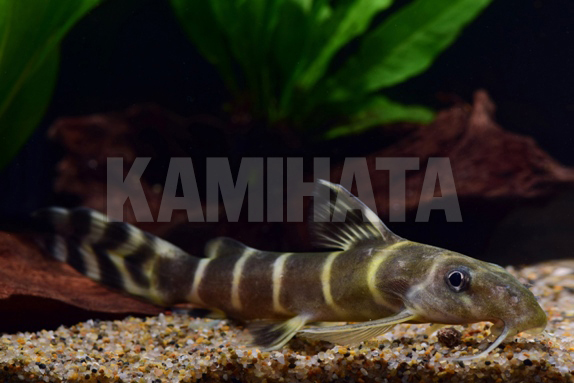 Kbo シノドンティス ブリチャージ 熱帯魚 カミハタビジネスオンライン Kbo シノドンティス ブリチャージ 熱帯魚 カミハタビジネスオンライン