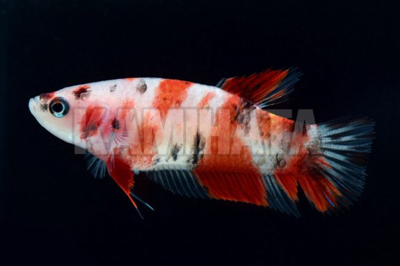 Kbo ﾍﾞﾀ ﾒｽ Pkhm ｺｲﾏｰﾌﾞﾙ 熱帯魚 カミハタビジネスオンライン