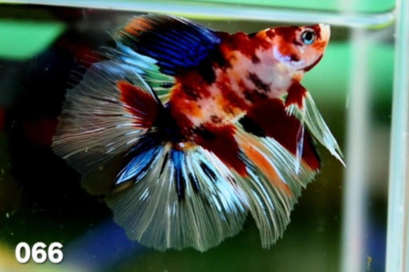Kbo ベタ フルムーン No 306 熱帯魚 カミハタビジネスオンライン Kbo ベタ フルムーン No 306 熱帯魚 カミハタビジネスオンライン