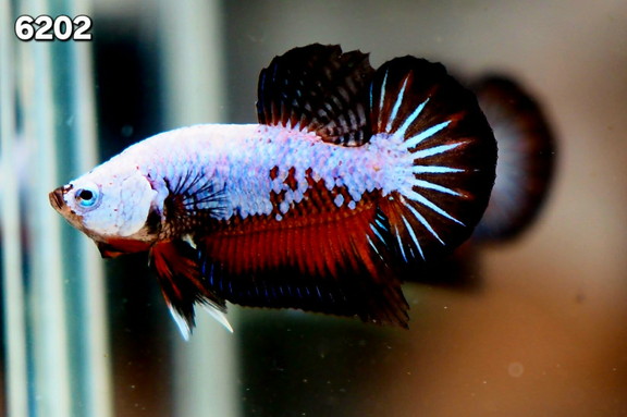 Kbo ﾍﾞﾀ ﾌﾙﾑｰﾝ No 810 熱帯魚 カミハタビジネスオンライン