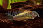 CORYDè ݼ 