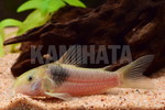 CORY.SP. テニエンテ
