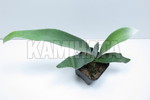 ビカク ステマリア'Menge Yendam'Lサイズ 板付け