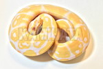 ް߲݁eALBINO'