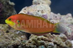 EXomhOxiMOYERIj
