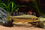 ｽｰﾊﾟｰﾚｯﾄﾞﾁｪﾘｰｺﾝｺﾞﾃﾄﾗ ♀
