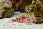 ްƱݺϰ(S. ACCRAENSIS)