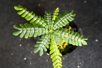 ޵̨ SP. ްײ