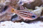 CCV`