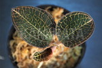 ȸ ۸ްް LARGE LEAF