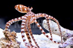 ׵߽(WUNDERPUS) 