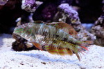 ްŹޯ׽(X.MARGARITACEA)