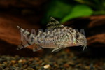 CORY.ゼブリーナ CW111