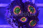 ҽ 'RAINBOW INFUSION'