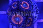 ҽ 'TAZMANIANSf