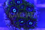ҽ 'YELLOW BLUE'