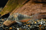 CORY.アエネウス WILD コロンビア