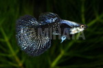 ��ٰ��׺�ݸޯ�߰ ʰ�Ѱ�