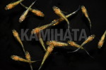 夜桜メダカ ゴールド 稚魚